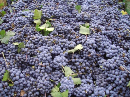 Quella terra un tempo consacrata al Negroamaro e agli uliveti