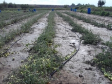 "Il caso subito in Commissione Agricoltura"