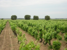 I vigneti Dop del Salento "emigrano" verso il Nord