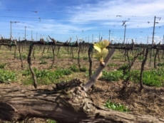 Vigneti del Salento, precoce risveglio dell’attività vegetativa
