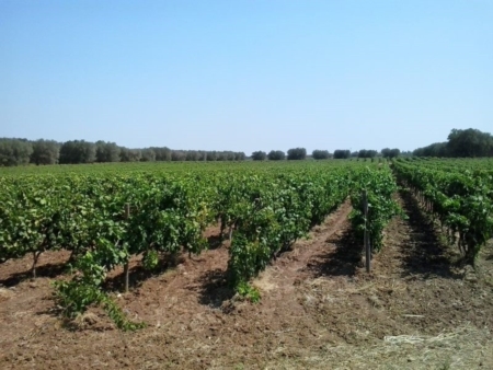 Vendemmia, annata-record in vista 