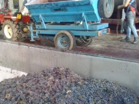 Vendemmia, corsa contro il tempo