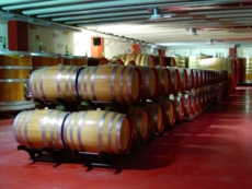 "Cantine aperte" con sorsi d'autore in terra salentina
