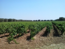 Vendemmia, entra in scena "sua maestà" il Negroamaro