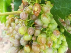 Bomba d'acqua con grandine sui vigneti Doc a Salice. A rischio la campagna vitivinicola