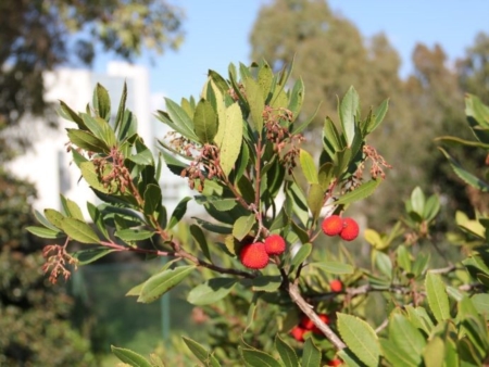 Plant Day 2019, all'Orto botanico di Lecce