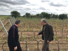Addio raccolto nei vigneti colpiti dalla grandinata