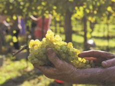 Vendemmia,  - 20% rispetto alla media. Alleanza Cooperative: "C’è meno vino in cantina di quanto ci si aspettasse"