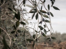 Approvato il Piano di azione di contrasto alla Xylella fastidiosa per l’anno 2020