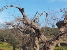 Al via il bando rigenerazione olivicola Salento
