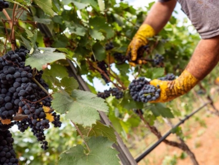 Terminata la vendemmia per il Primitivo di Manduria:  una delle migliori