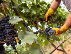 Vendemmia finita, scarsa quantità ma gran qualità 