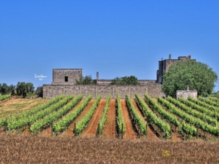 Ambiente, identit salentina e arte
