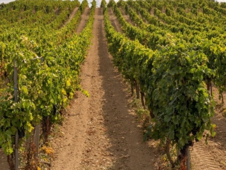Primitivo, la genesi e il racconto di un successo clamoroso