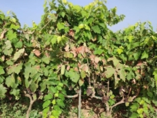 Uva di qualità buona, ma la produzione è in calo