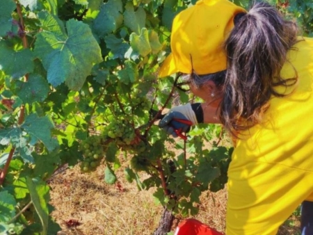 Vendemmia, quantit in calo (meno 25%), 