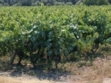 Salice Salentino Doc, i primi 50 anni celebrati tra memoria e grandi vini