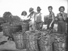 "Identità come bene collettivo: 50 anni di Salice Salentino Doc"