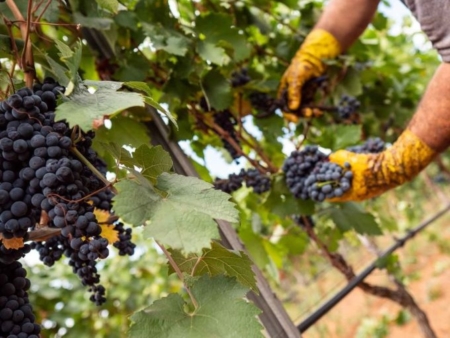 Vendemmia Puglia, la classica formula “meno ma meglio”
