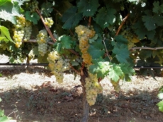 In vista un’annata di grandi vini