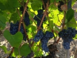 Prezzi non congrui, a "rischio" i vigneti