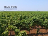 Uve, il caldo non fa paura e la qualità resta elevata